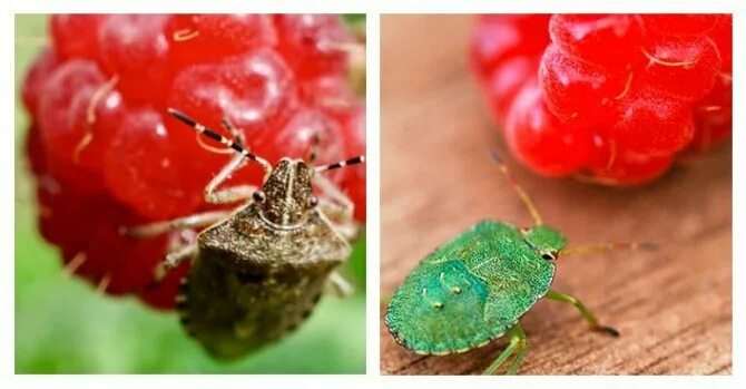Control Pests From Breaking Into Your Gardens And Spoil Your Gardening Spirit ! 