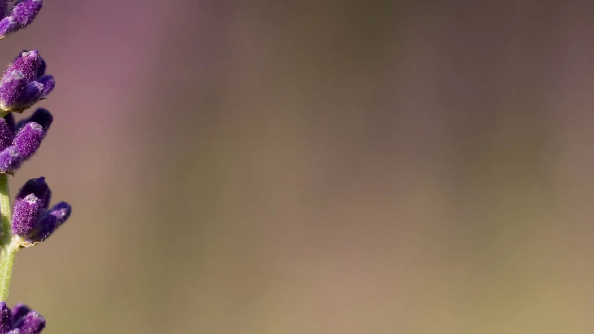 орхидея salamant purple. лаванда фон. красивые абстрактные цветы. сиреневые вертикальные. красивый фон для сторис.