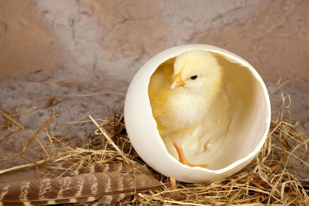 Есть ли цыпленок в яйце. Цыпленок. Цыпленок вылупляется. Яйцо цыпленок. Птенец вылупляется.