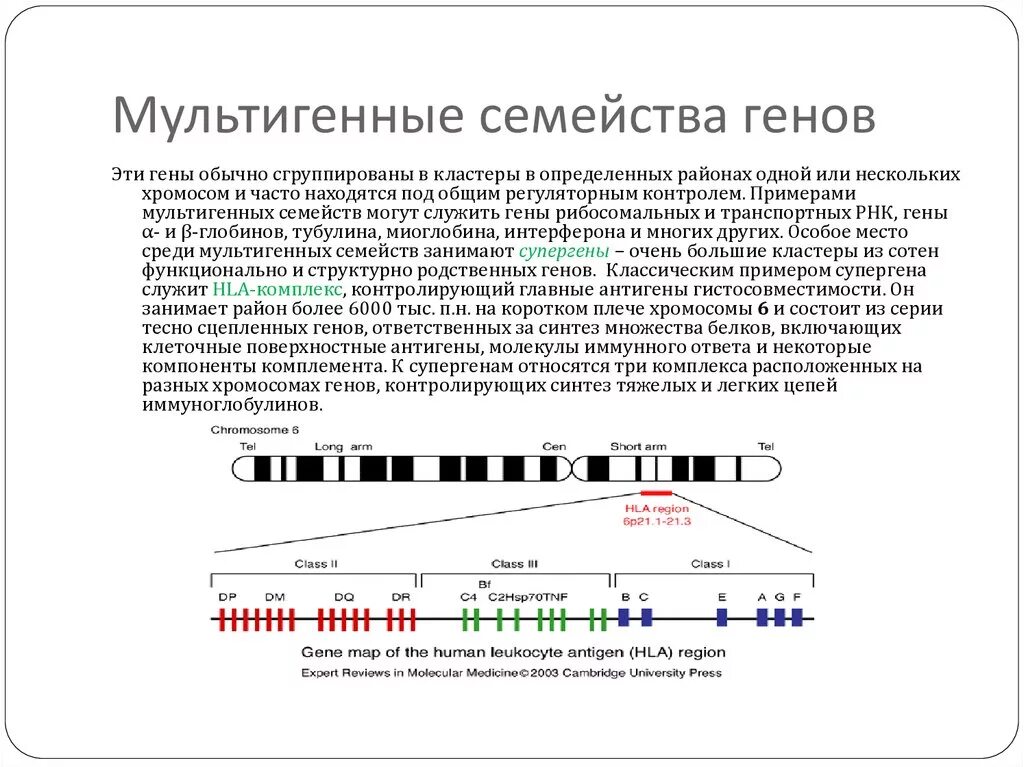 Примеры генов человека. Мультигенные семейства глобиновых генов схема. Мультигенные семейства свойственны геному. Гены примеры. Пример мультигенных семейств генов.