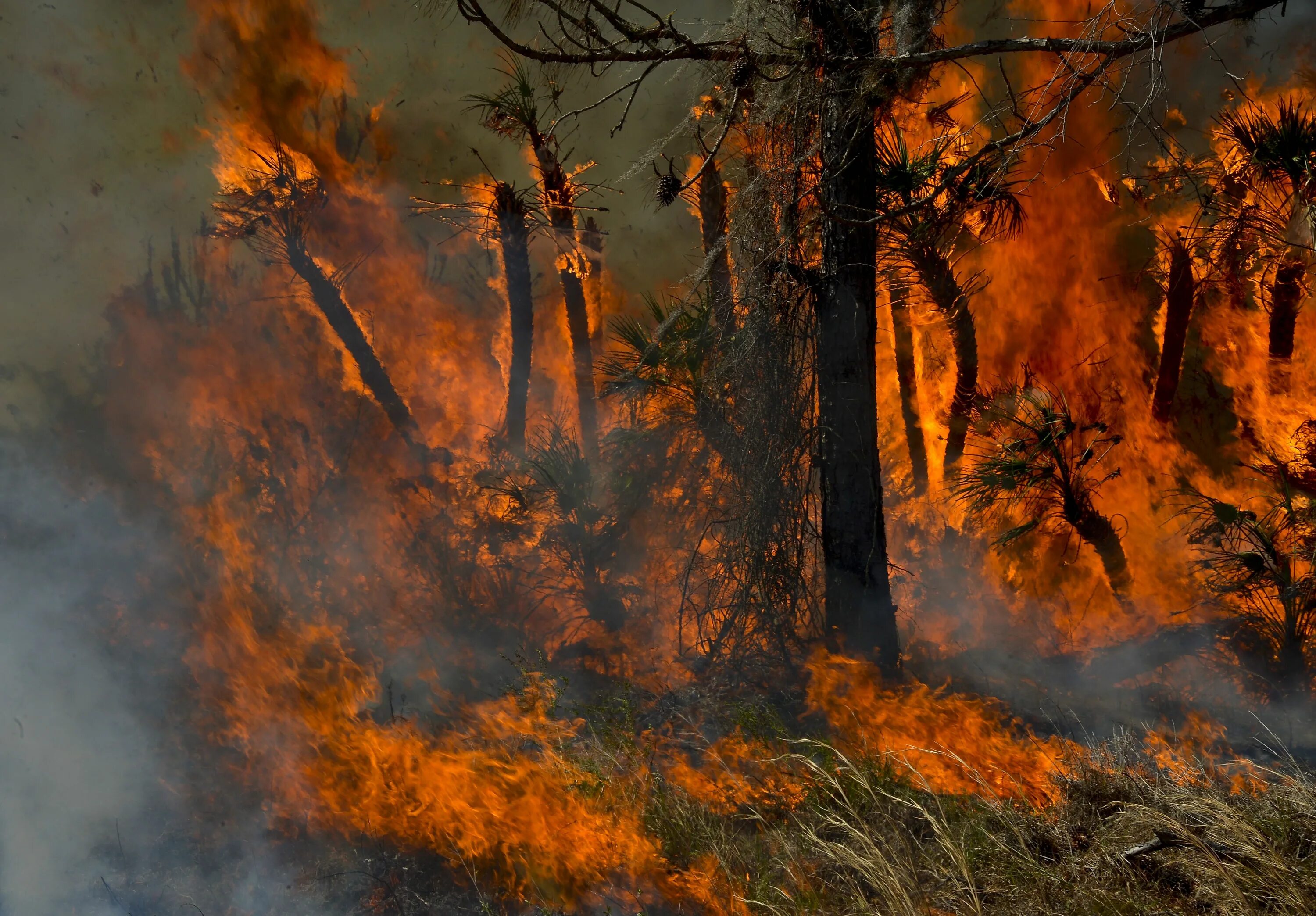 Данные лесные пожары. Данные лесные пожары. Данные лесные пожары. Статистика лесных пожаров в россии 2020. Данные лесные пожары.
