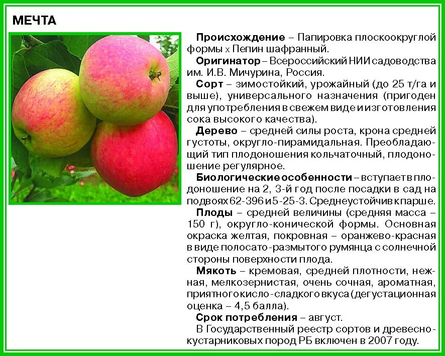 Яблоня мечта описание сорта фото отзывы. Яблоня сорт Братчуд. Яблоня коричное полосатое высота дерева. Сорт яблок мечта фото и описание. Яблоня Братчуд Морозостойкость опылители.