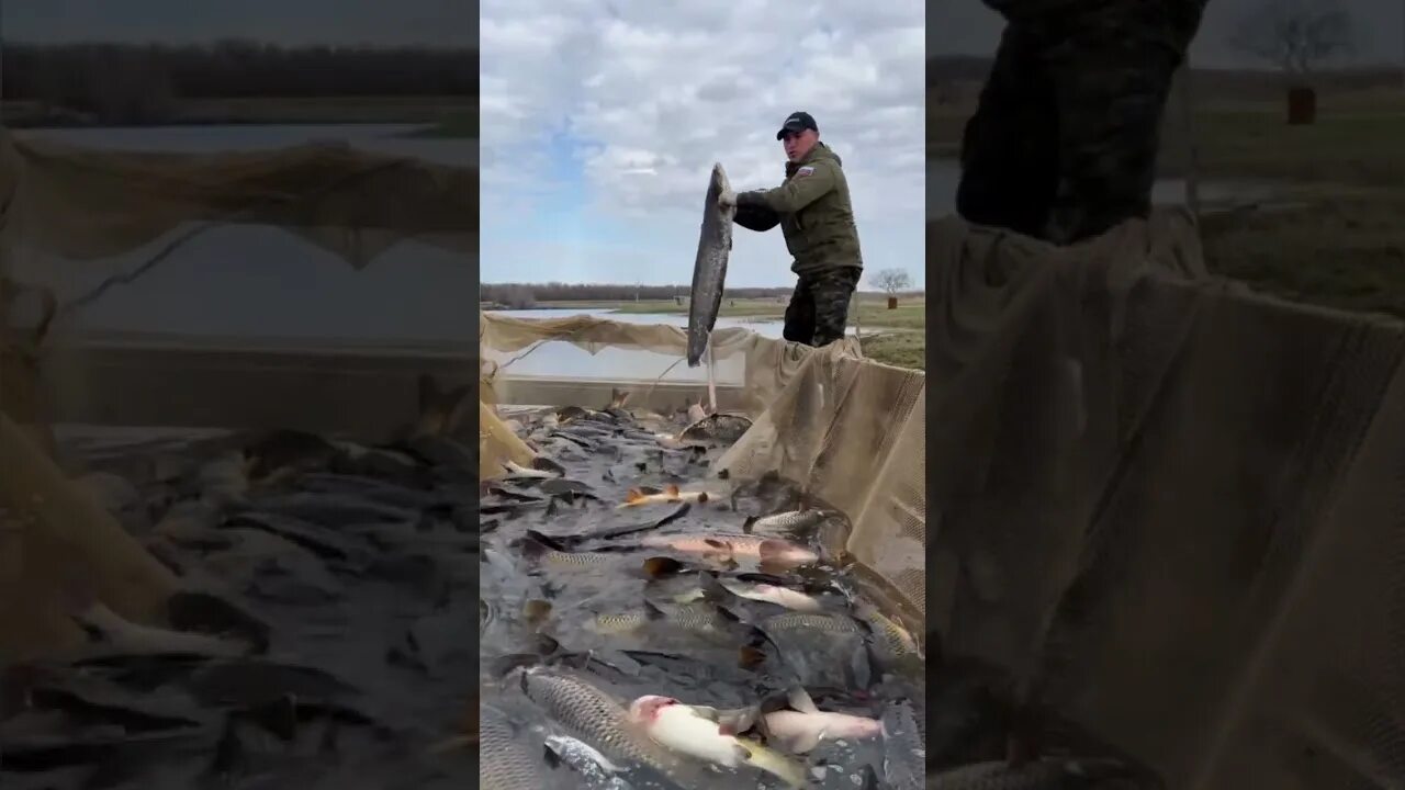 Пруд дубки саратов. Пруд Черноморец Саратов. Пруд Черноморец Саратов рыбалка. Рыбалка Верхневыксунский пруд. Рыбалка на карася Саратов.