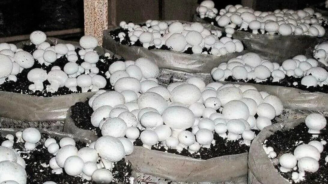 Почему шампиньоны можно выращивать на искусственных средах. Оборудование для грибоводства шампиньоны. Мицелий грибов шампиньонов. Грибоводство шампиньонов. Ферма шампиньонов.