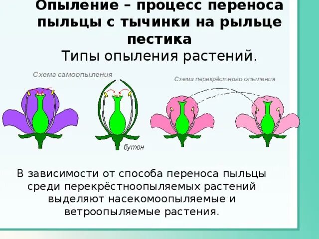 Способ опыления пыльца. Процесс опыления у цветковых растений. Схема типы опыления растений. Схема опыления цветковых растений. Строение цветка процесс и опыление.