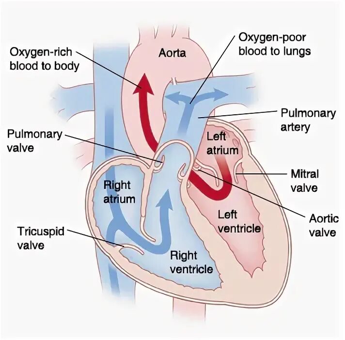 В правое предсердие открывается. Left Atrium right Atrium left ventricle. Сердце на Оксиген. Double Inlet left ventricle.