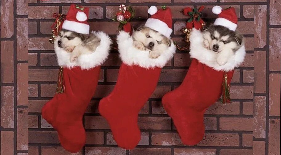 Stockings dog. Собака в чулках. Stockings dog. Собака в чулки в сетку. Paws чулки.