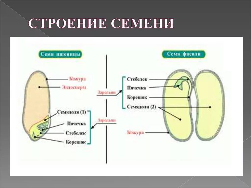 Строение семени биология 6. Строение семени 6 класс биология. Биология 6 кл строение семени. Строение двудольного семени 6 класс.