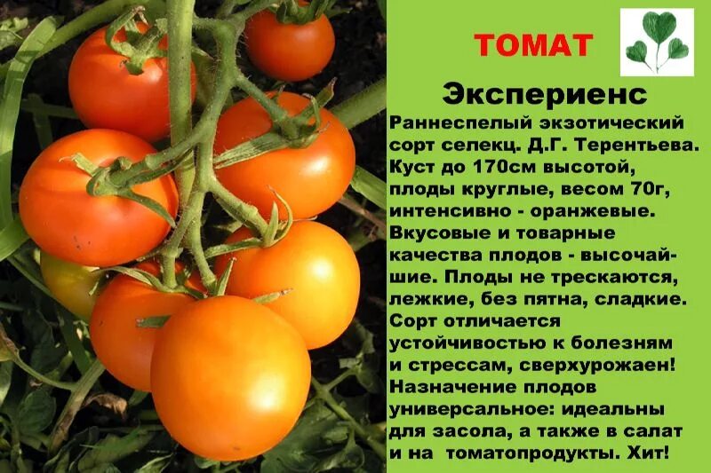 Виды сортов помидоров. Название томатов. Сорта помидоров названия. Томаты сорта название.