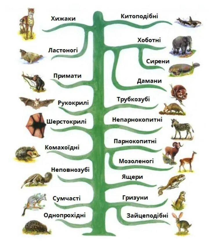 Отряды животных. Отряды млекопитающих. Систематика животных. Классификация животных класс.