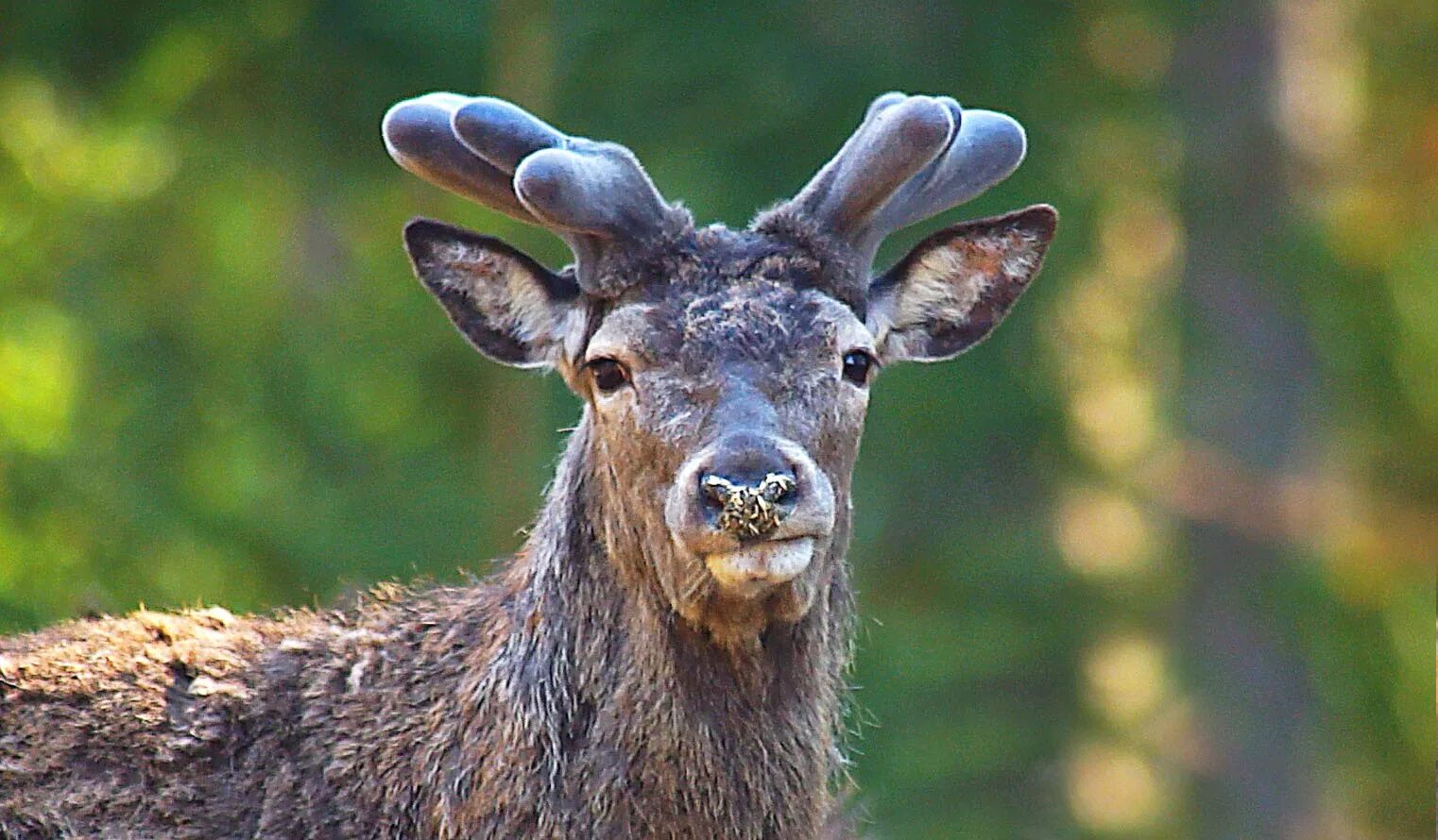 Рога "северный олень". Зачем оленю рога. Рога лося. Олениха вельвет. Олень с пушистыми рогами.
