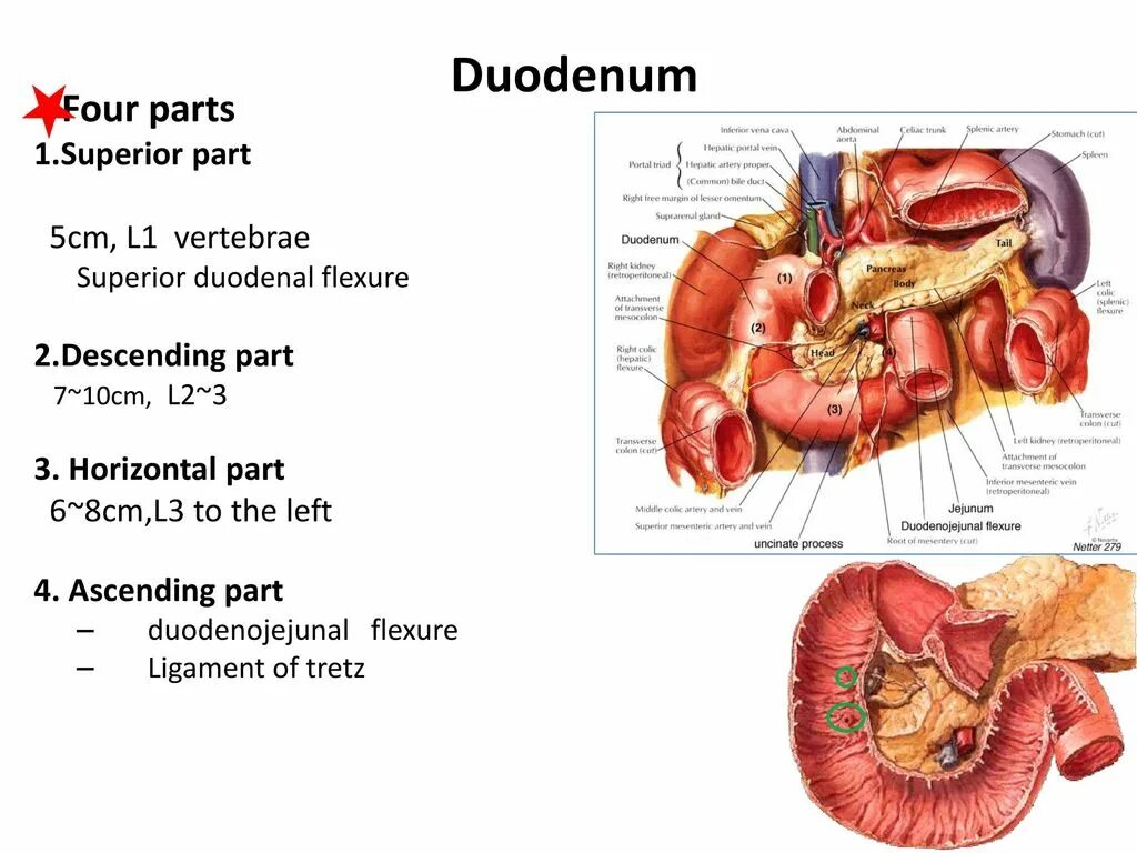 The duodenum is called so its length. Parts of duodenum.