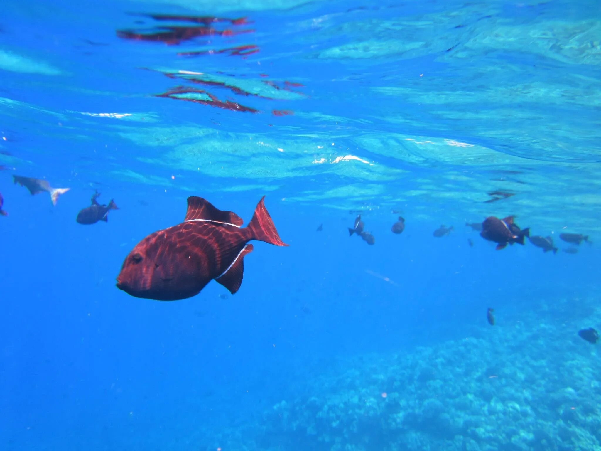 Рыбки мало плавают. Рыба плавает. Рыбы под водой. Красное море снорклинг. Плавающий риф.
