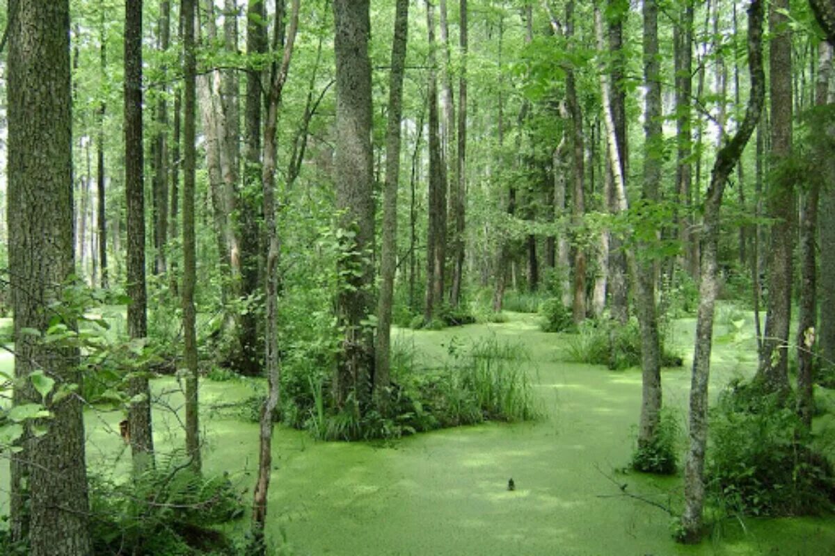 Какие болотная зеленое. Беловежская пуща болота. Беловежская пуща лес болота. Беловежская пуща болото дикое. Дикое болото Беларусь.
