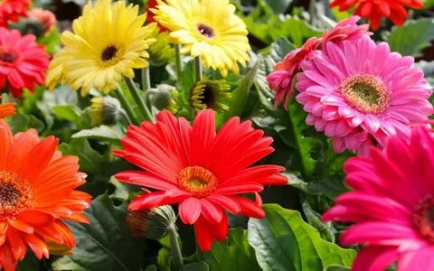 MTV эротикалық бейнелері