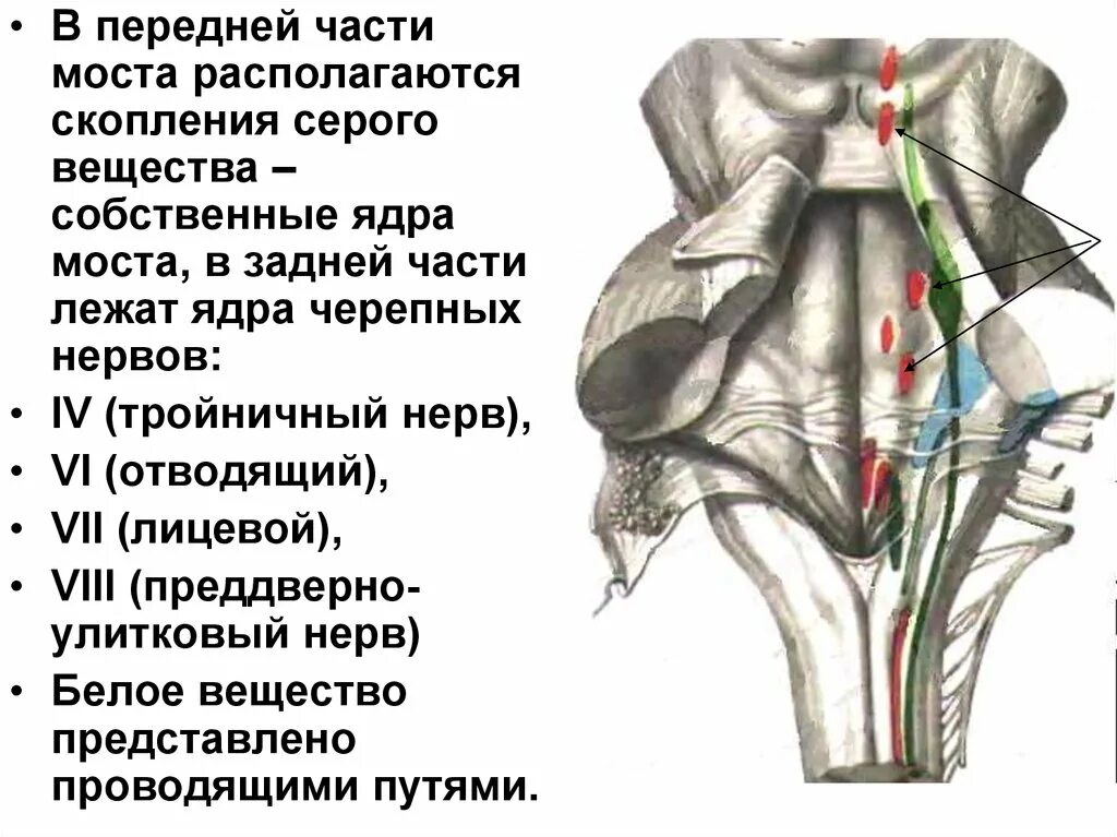 Задний мозг ядра черепных нервов. Мост ядра черепных нервов. Ядра черепных нервов в мосту заднего мозга. Ядра ЧМН В мосту.