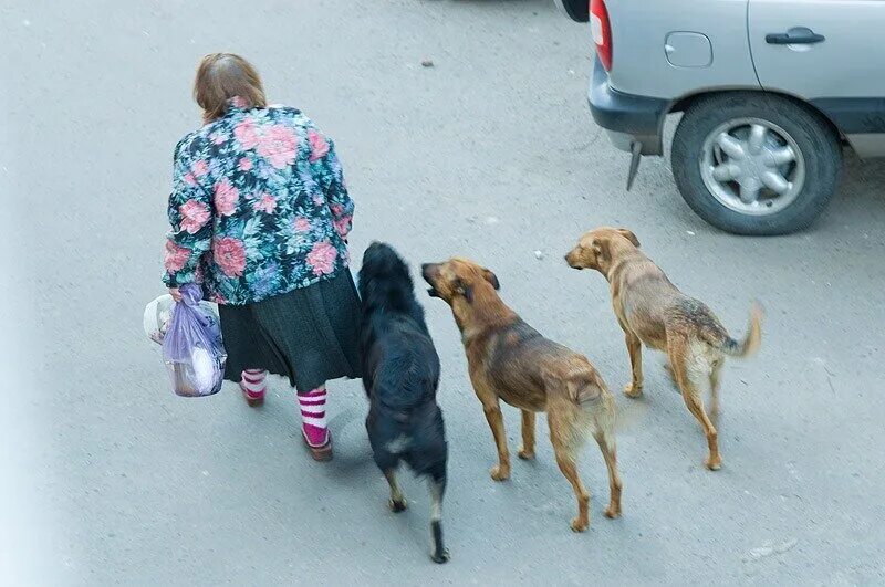 Женщины кормят собак. Бродячие собаки. Уличные собаки. Кормление бродячих собак.