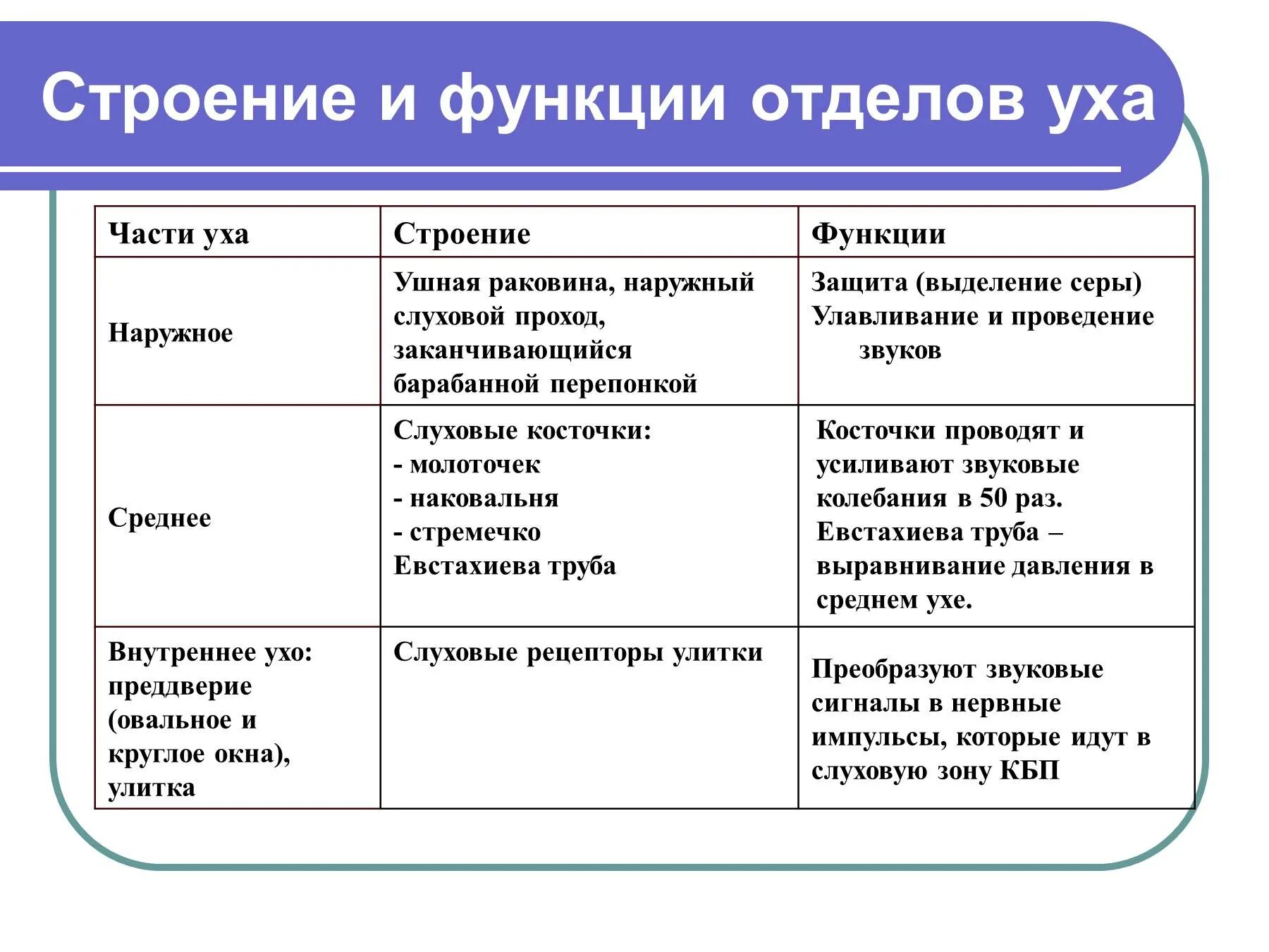 Функции наружного среднего и внутреннего уха. Наружное ухо отдел строение функции. Среднее ухо строение и функции анатомия. Строение наружного среднего и внутреннего уха таблица. Наружное ухо строение таблица.