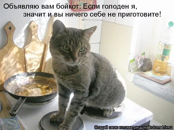 Голодным не буду 358. Голодным не буду 358. Голодным не буду 358. Кот обедает. Пожалеть картинки прикольные.
