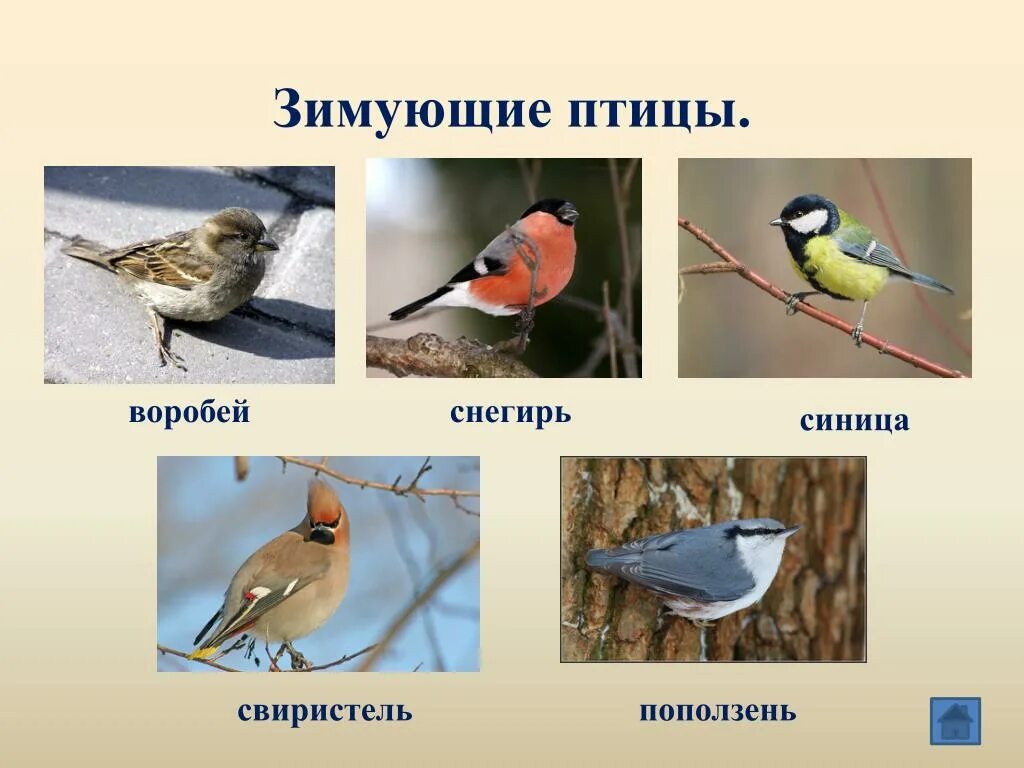 Зимующие птицы. Зимующие птицы с названиями для детей. Зимующие птицы 1 класс. Зимующие птицы 3 класс.