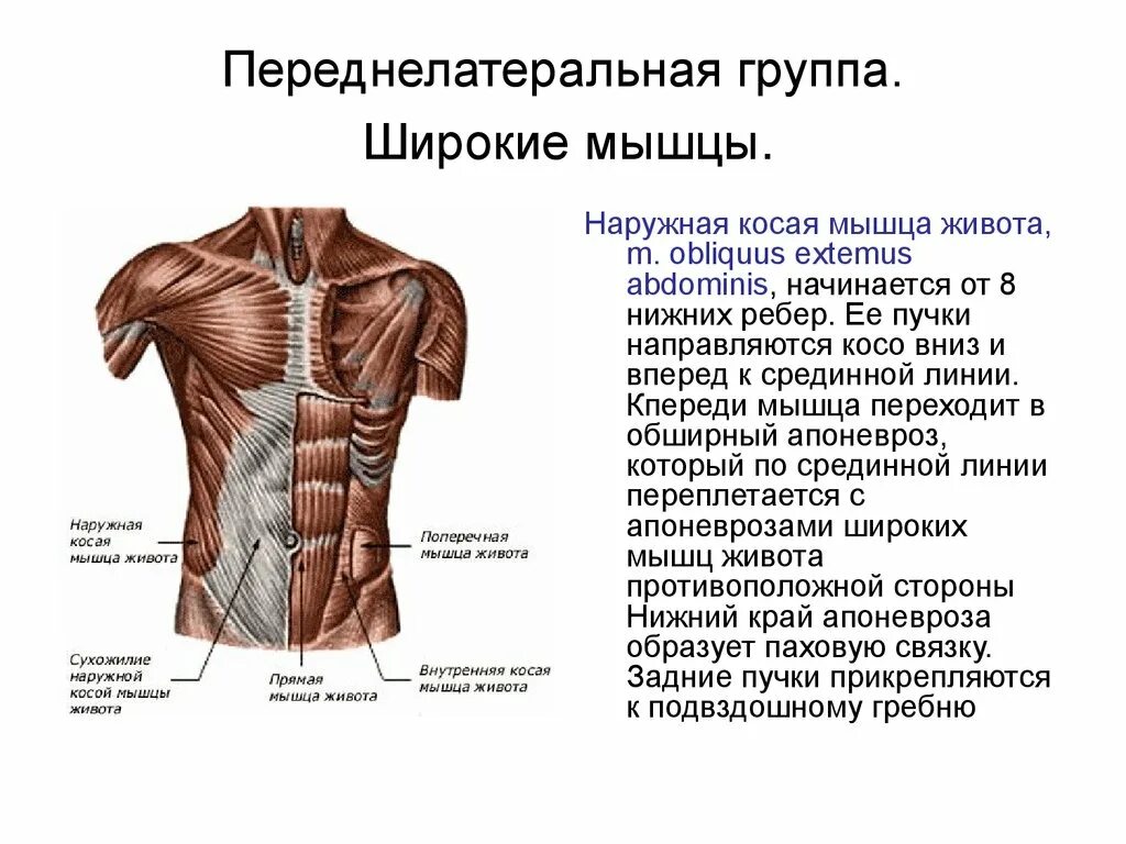 Области на поверхности живота. Мышцы живота вид спереди. Переднелатеральная область брюшной стенки. Мышцы живота поверхностный слой вид спереди. Поверхностные мышцы живота функции.