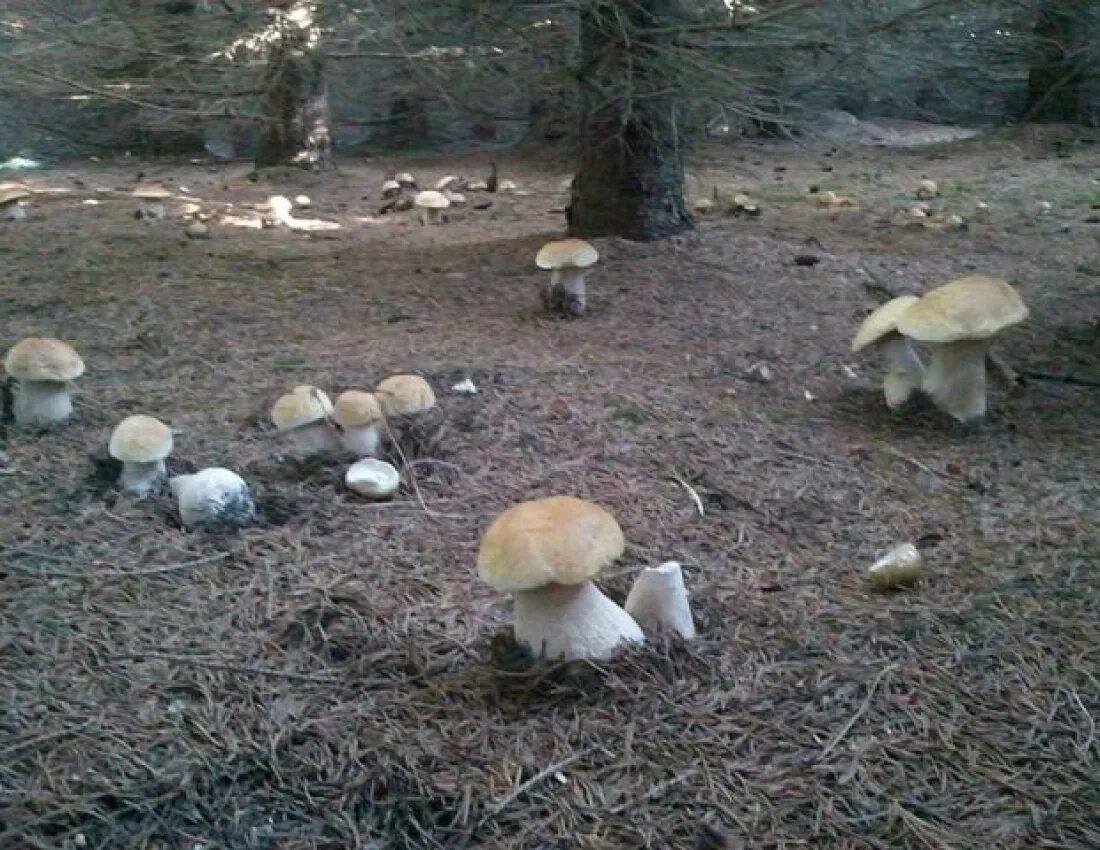 Грибы большими полянами. Грибная Поляна белых белых грибов. Поляна белых грибов. Белые грибы Поляна. Много белых грибов в лесу.