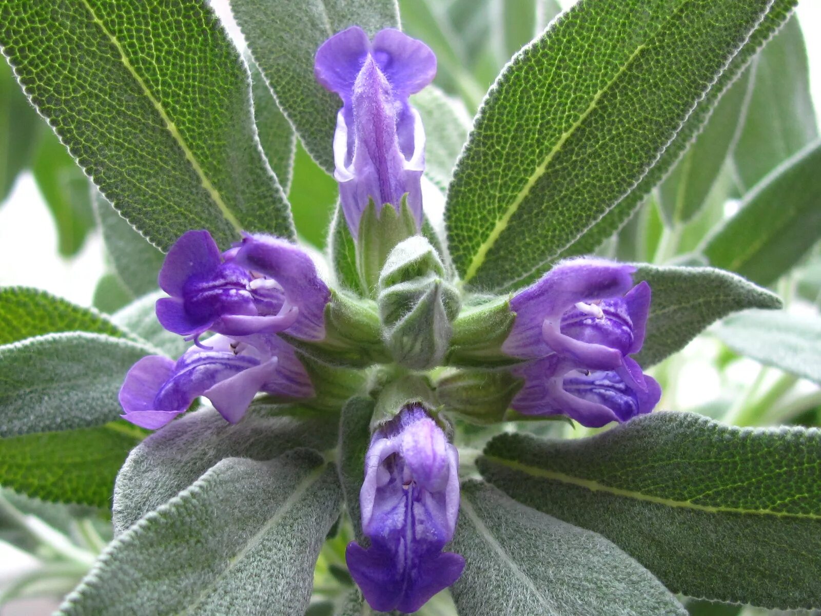 Шалфей императорский. Сальвия оффициналис. Шалфей обыкновенный. Шалфей маркус. Шалфей salvia.