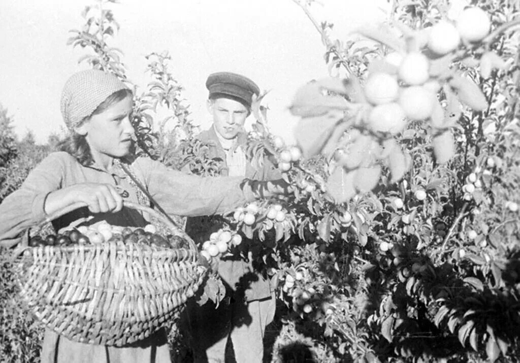 Сбор урожая в войну. Урожай в Великую отечественную войну. Дети в годы войны собирают урожай. Сбор ягод в годы войны. Дети 1944 года