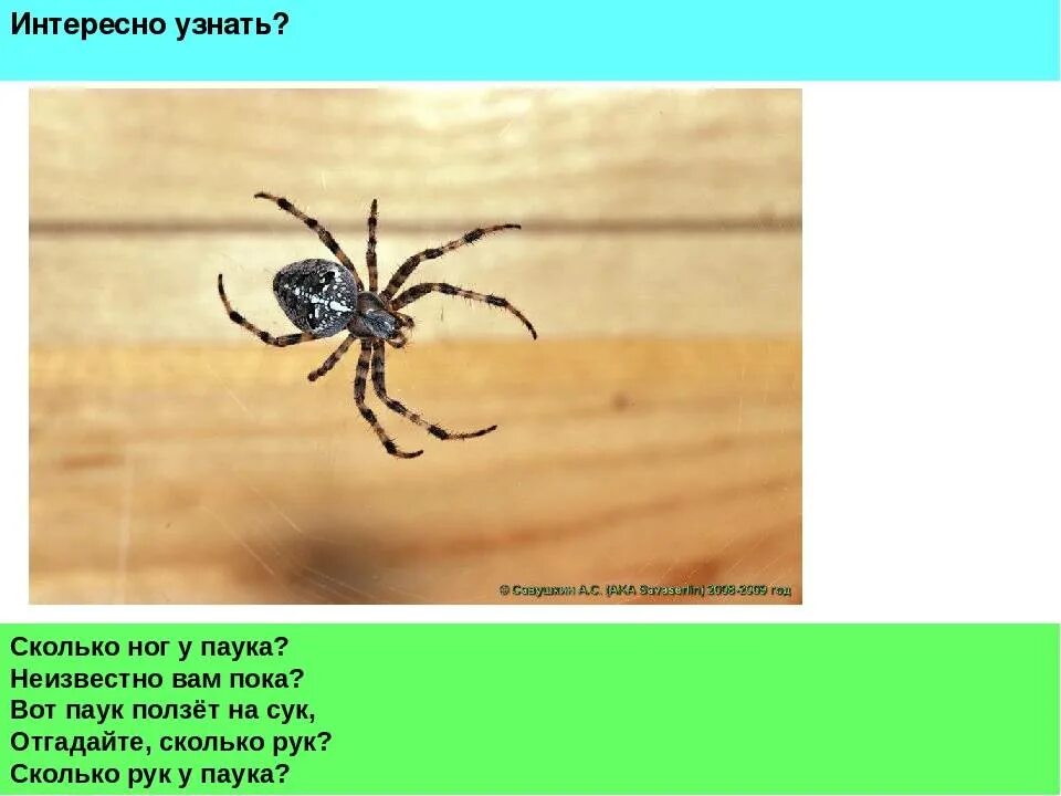 Количество ног у паукообразных. Ноги паука. сколько ног у паука. сколько ног у паукообразных. у пауков 8 ног.