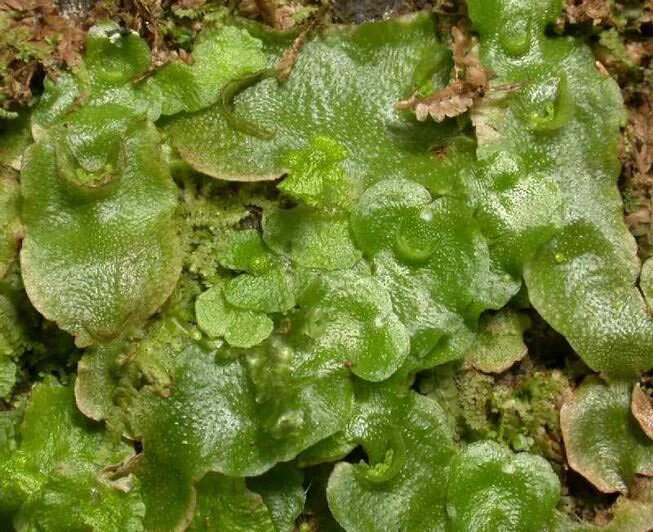 Pellia печеночник. риччия и маршанция. маршанция широколиственная. слоевищные печеночники. класс печеночники мхи.