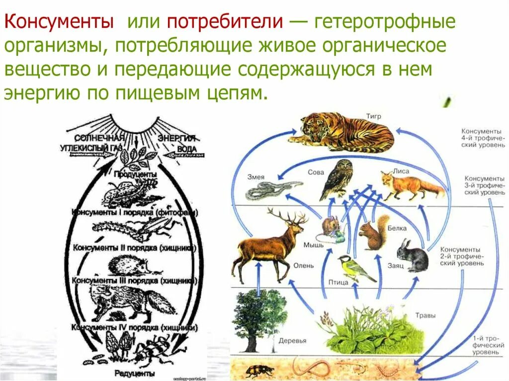 Гриб какой консумент. Пищевая цепь питания редуценты консументы. Пищевая цепь продуценты консументы редуценты примеры примеры. Консументы (потребители) 1 порядка. Живые организмы экосистемы.