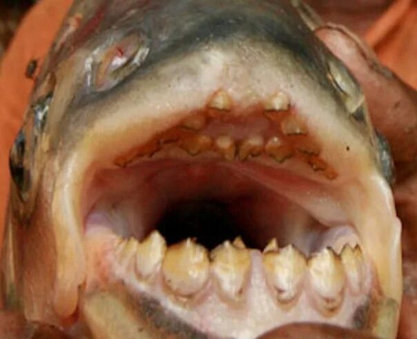 Может ли рыба съесть человека. Бурый паку Пиранья. Пиранья Наттерера зубы. Краснобрюхий паку зубы. Травоядная Пиранья паку.