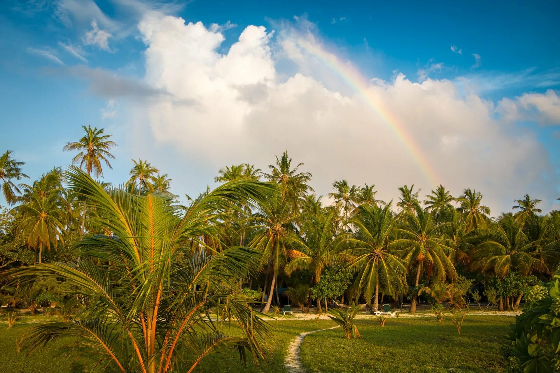 Природа пальмы. Пляж с пальмами. Пальма в тропиках. Мальдивы растительность.