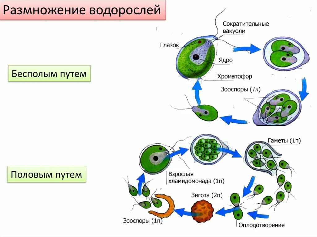 Схема полового размножения водорослей. Размножение одноклеточных водорослей. Размножение одноклеточных водорослей схема. Бесполое размножение водорослей схема.