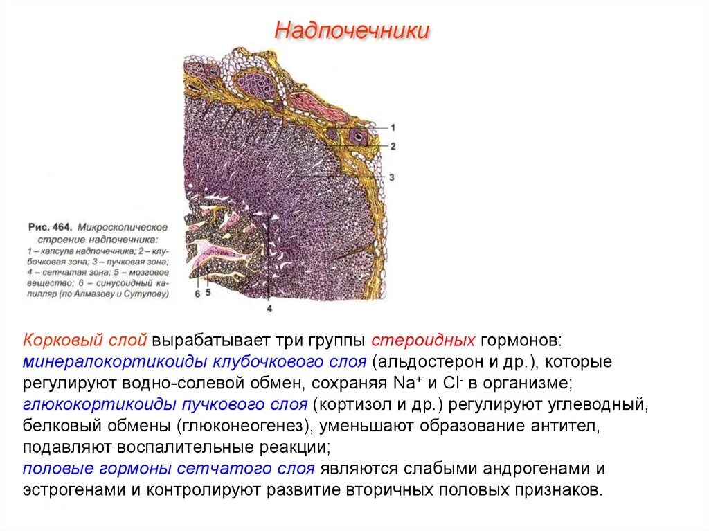 3 слоя надпочечников. Строение коры надпочечников гистология. Клетки клубочковой зоны надпочечника. Новообразование надпочечника. Гормоны коркового слоя надпочечников и их функции.