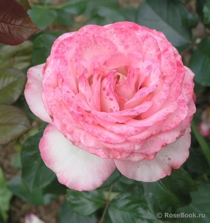 роза изабелла хит. роза isabelle aubret. роза изабель аутсистер. роза изабель ренессанс энциклопедия роз. изабелла роза лехович.