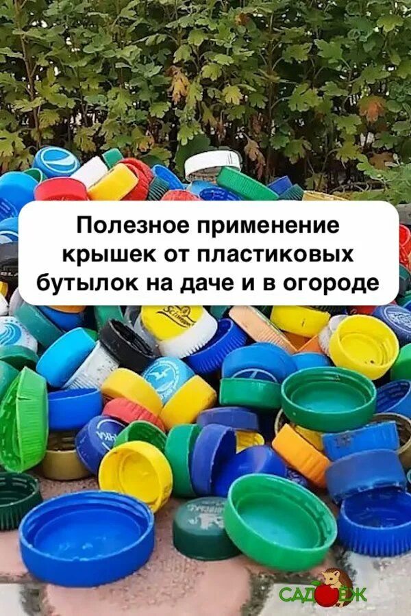 Почему собирают крышки. Крышки от пластиковых бутылок. пластиковые крышки в огороде. крышечки от бутылок на даче на грядке. собранные крышки от бутылок.