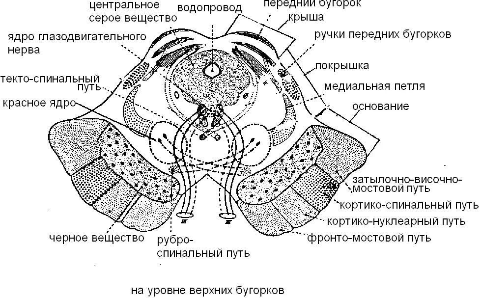 Строение среза среднего мозга. Поперечный срез среднего мозга схема. Схема строения среднего мозга на поперечном разрезе. Средний мозг внутреннее строение.