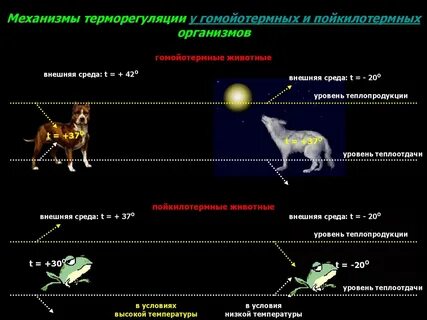 Терморегуляция животных