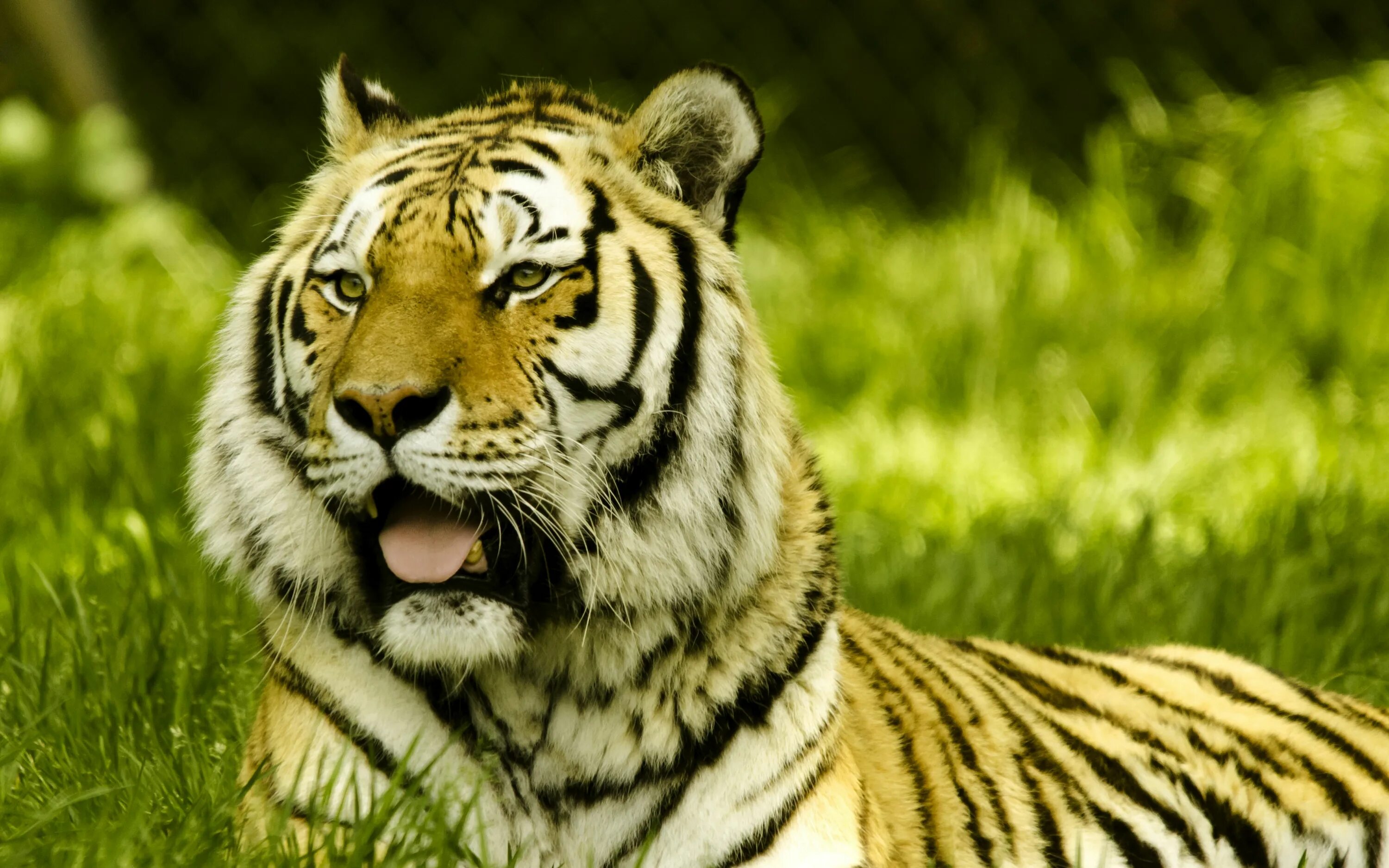 Mac os x 10. Тигр с высунутым языком. X tigers. Хоккейная команда тигры лого. X tigers.