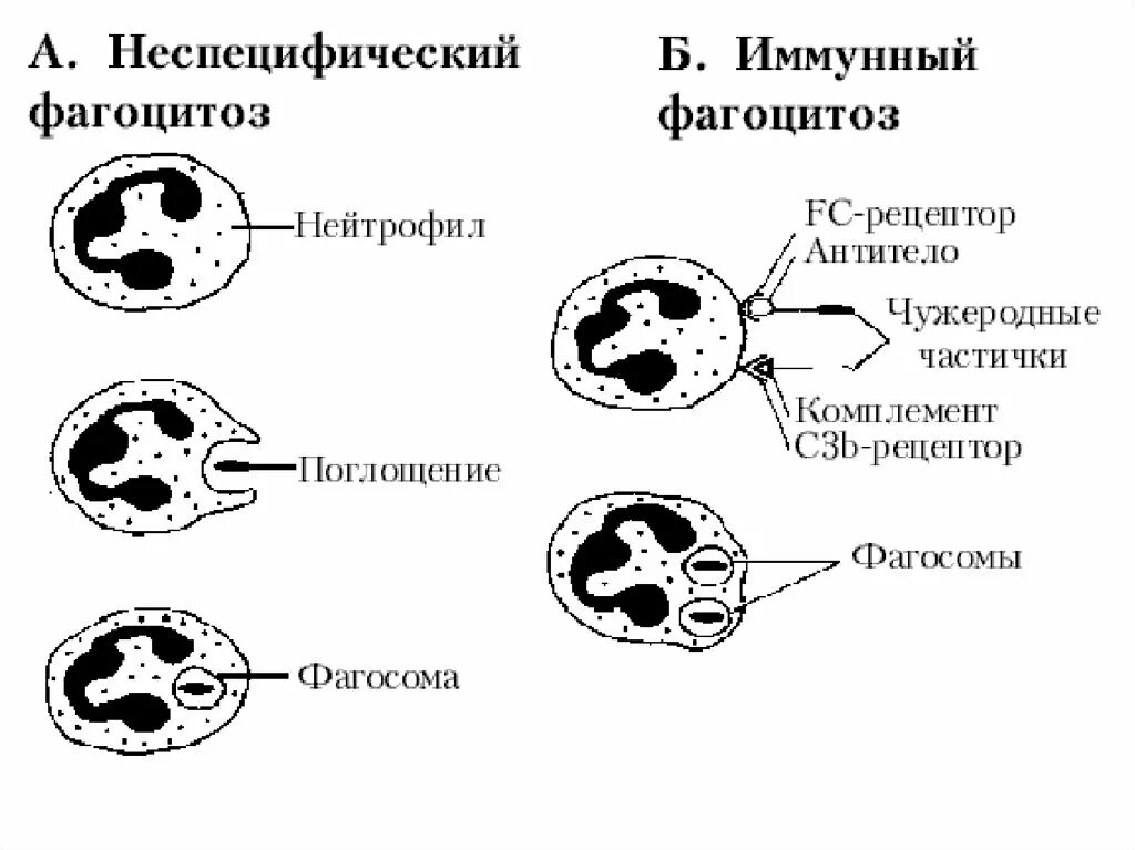 Макрофаги функции гистология. Фагоцит 2. Незавершенный фагоцитоз при туберкулезе. Фагоцит 2. Фагоцитоз и фагоциты.