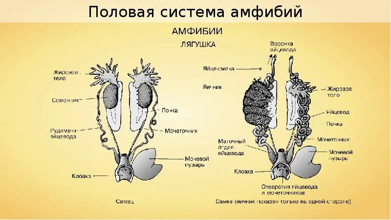 Размножение строение земноводных. Строение половой системы земноводных. Строение мочеполовой системы земноводных. Мочеполовая система самки лягушки. Половая и выделительная система амфибий.