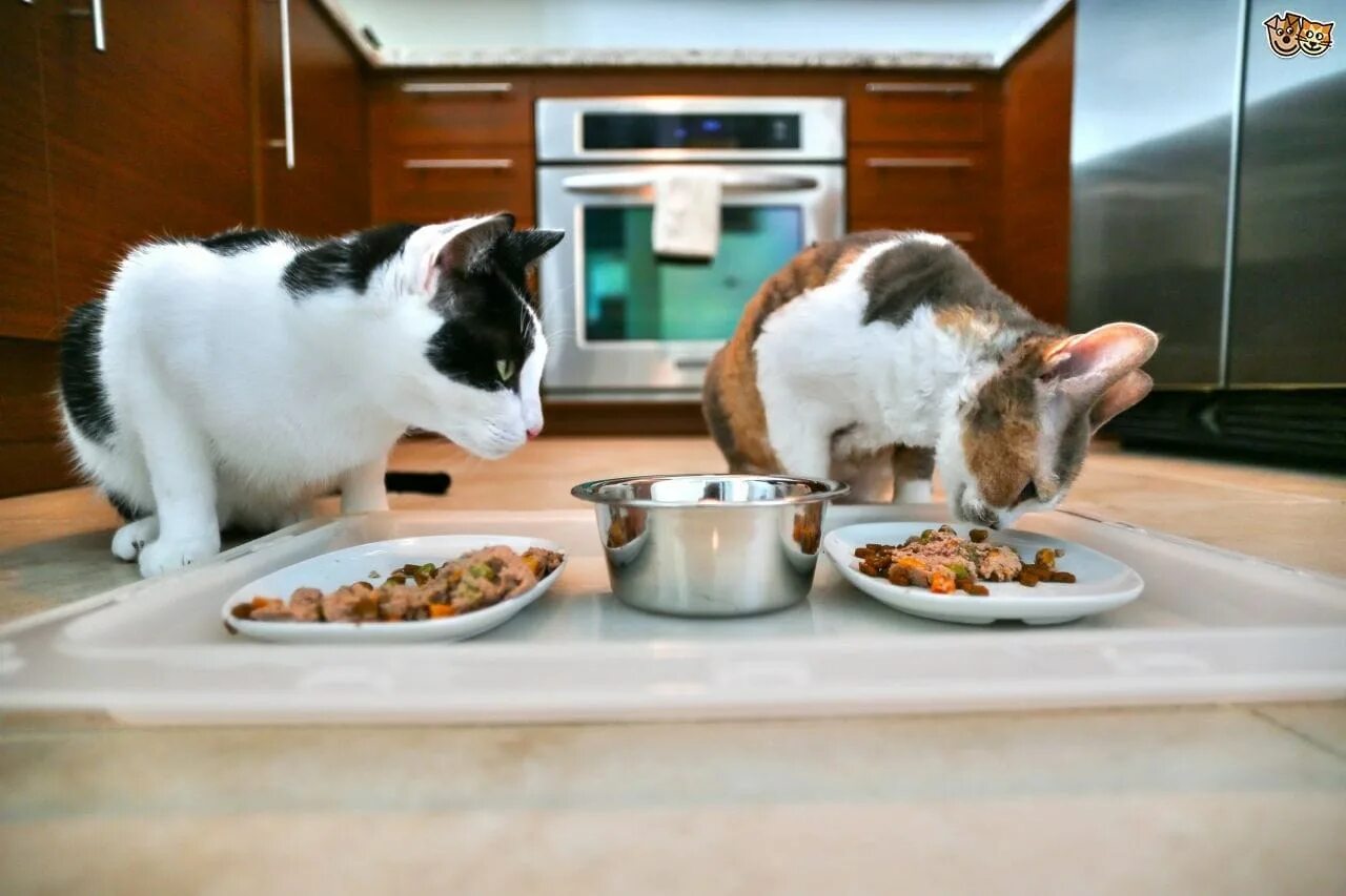 Cats kitchen. Котик с едой. Кошка кушает. Питание кошек. Еда для кошек.