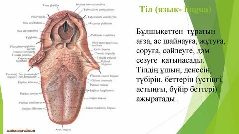 Жетілген порно пародиялар