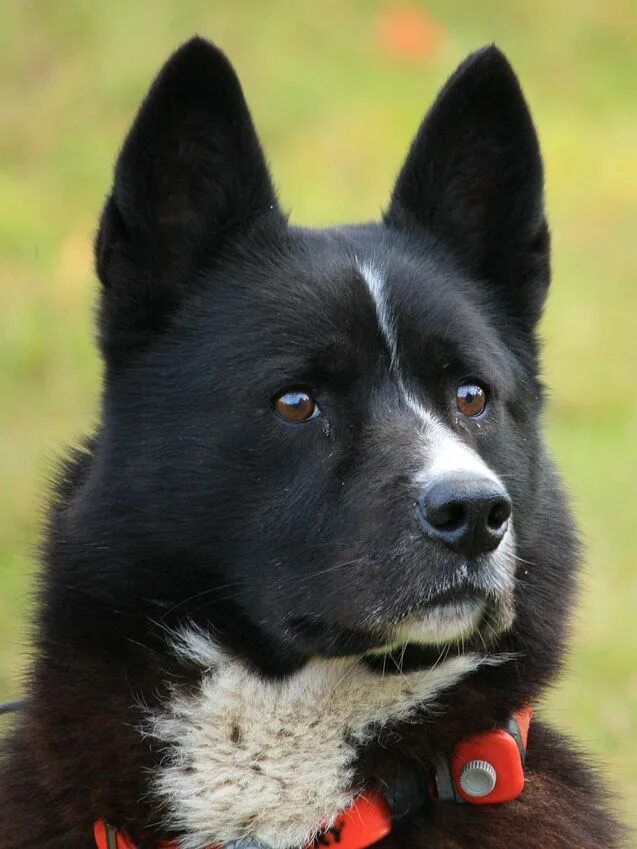 Karelian bear dog by SaNNaS.deviantart.com on @DeviantArt Service dogs breeds, K