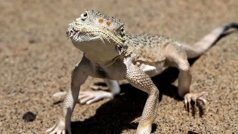 Жалаңаш үйдегі әйелдер