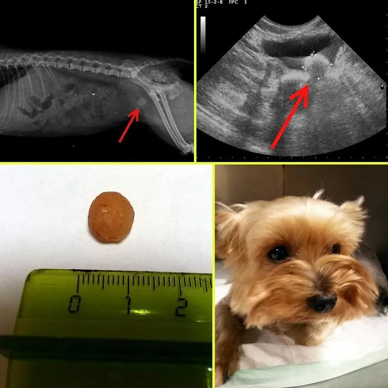 Ветеринар йорки. Камни в мочевом пузыре у собаки. Камни ВВ В мочевом у собаки.