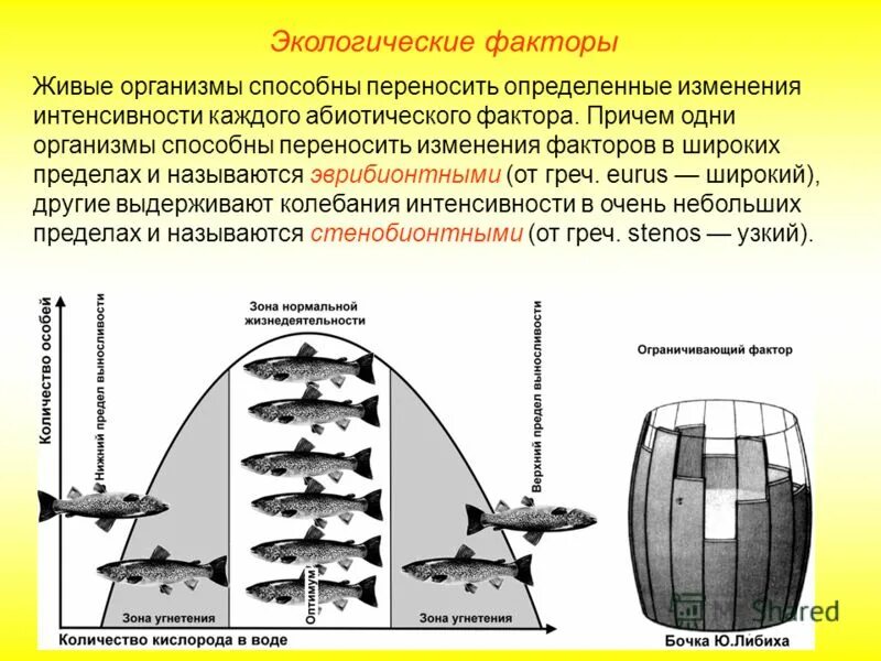 Факторы живого организма основные. Закон оптимума закон Либиха. Экологические факторы. Экологические факторы Оптимум. Закон оптимума экология.