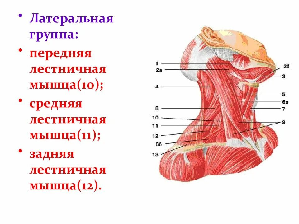 Передняя лестничная мышца шеи анатомия. Передние лестничные мышцы шеи анатомия. Задняя лестничная мышца шеи анатомия. Мышцы шеи анатомия лестничные мышцы.