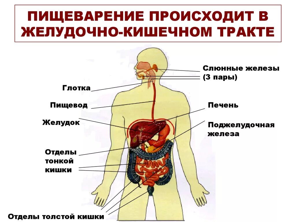 Пищеварительная система причины. Железы желудочно кишечного тракта. Желудочно-кишечный тракт пищеварение. Заболевания пищеварительной системы человека. Заболевания органов пищеварения человека.